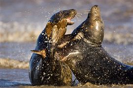 Seals at the Nature Reserve